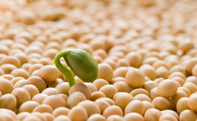 The Yes and No in Soy