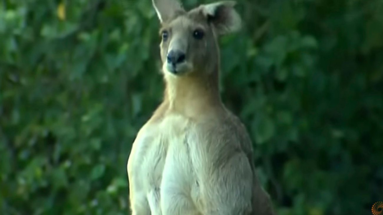 A Jacked Kangaroo Will Show You Up At The Gym