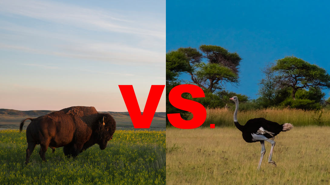 Bison vs. Ostrich