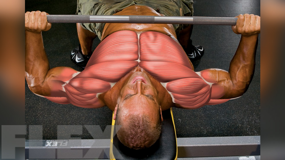 Blow Up Your Bench for a Massive Chest Muscle & Fitness.