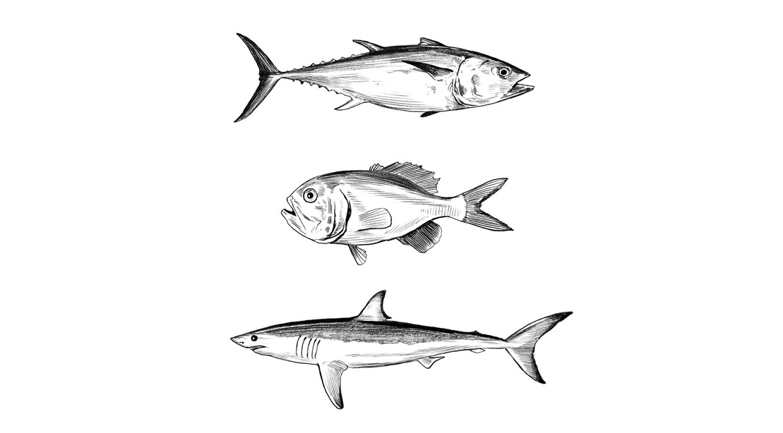 Bluefin Tuna, Orange Roughy & Shark Illustrations