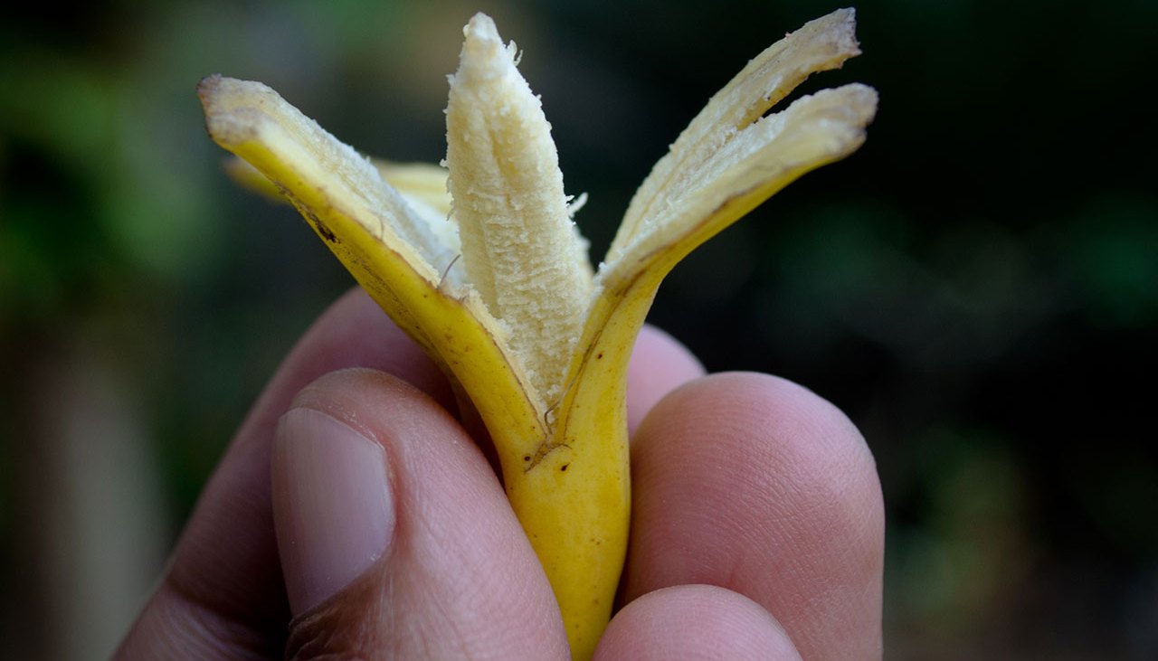 Tiny Banana