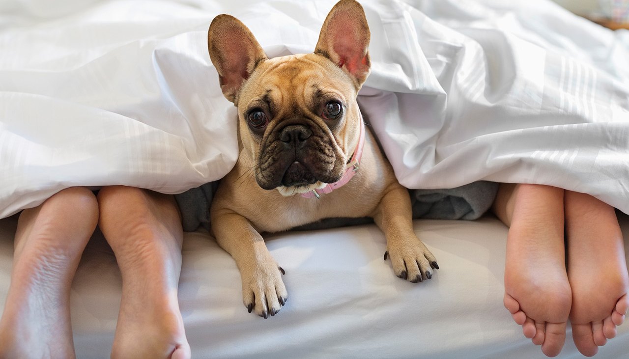 Dog and Couple in Bed
