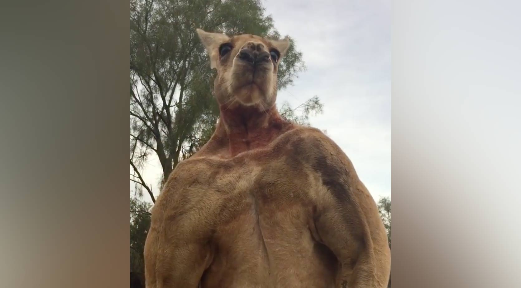 Photos: These Jacked Kangaroos Are More Ripped Than You | Muscle & Fitness