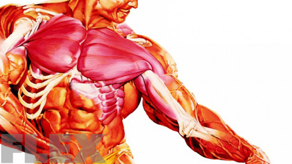 Volumen masa muscular