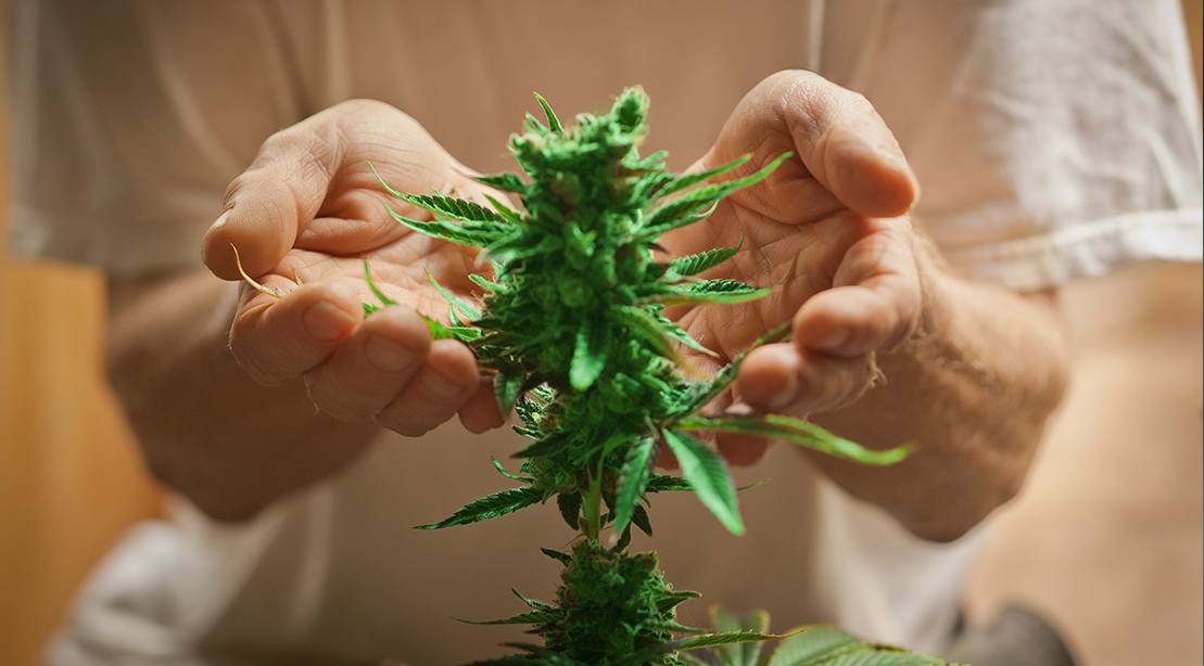 Marijuana Plant