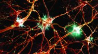 Neurons-Receptors-Nerve-Cells