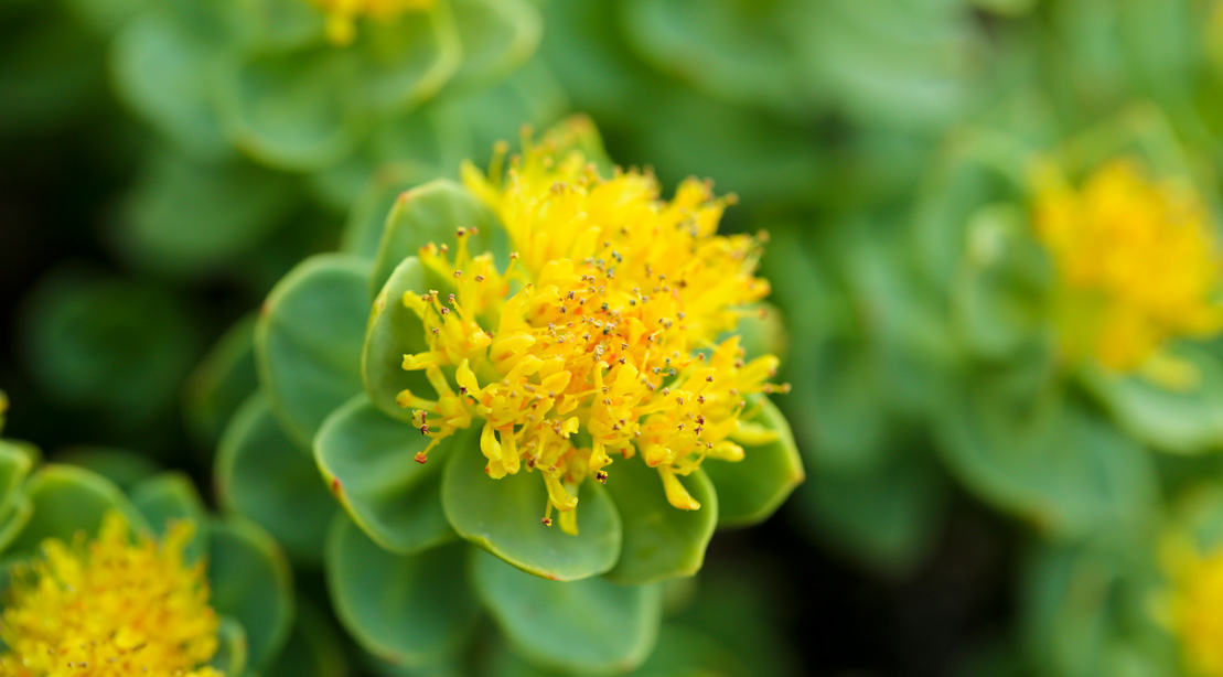 7 Herbs All Men Should Use for Better Health | Muscle & Fitness