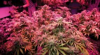 Marijuana-Bud-Trees-Plants-Being-Grown-In-Room-Growlights