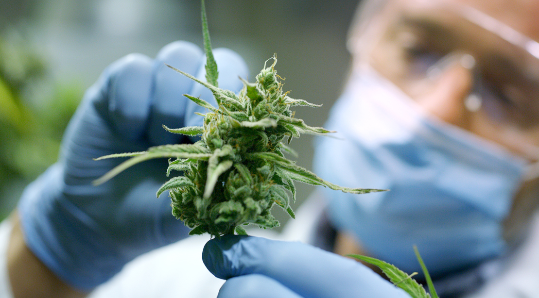 9 Ways Marijuana Effects Your Athletic Performance | Muscle & Fitness