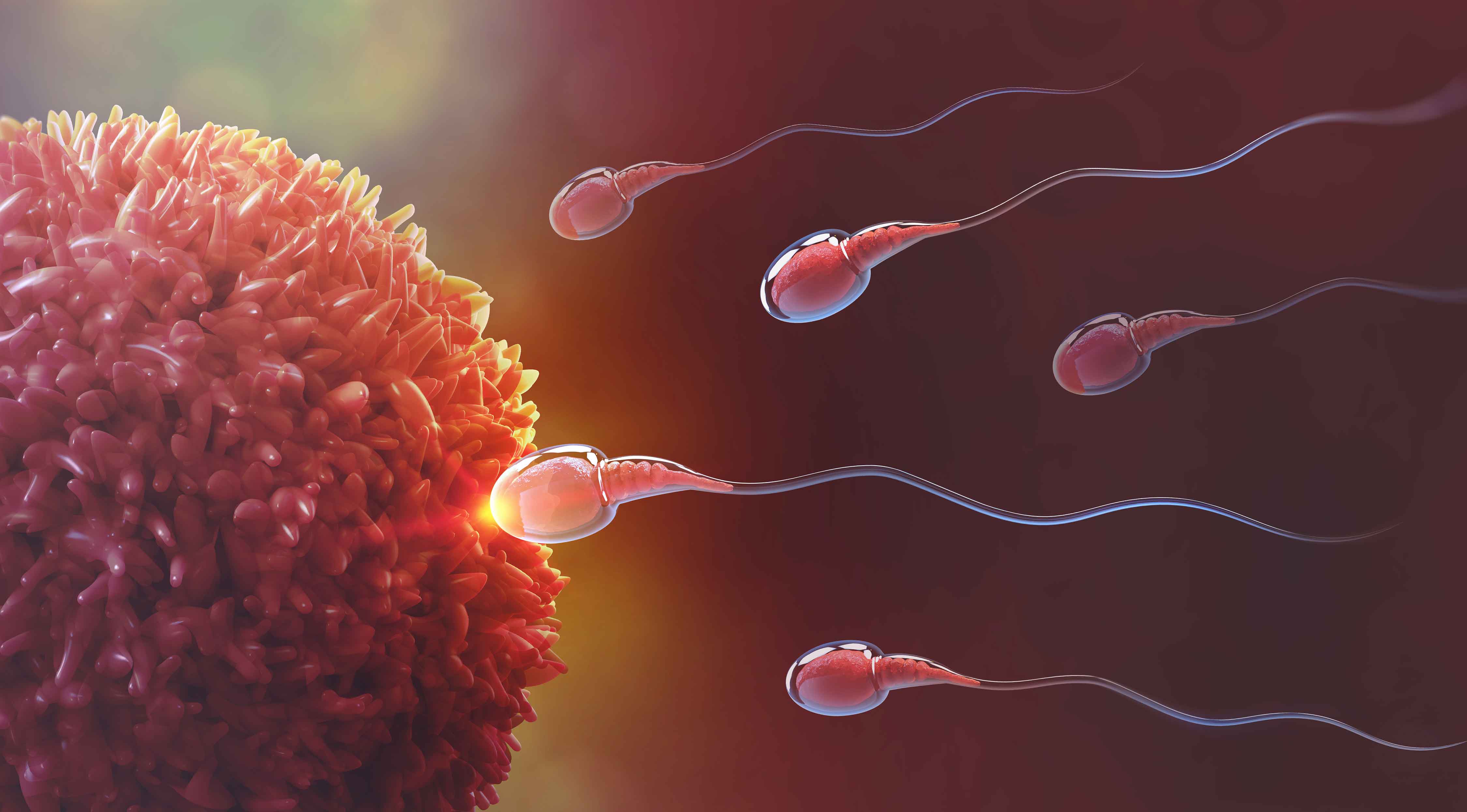 Яйцеклетка животных рисунок