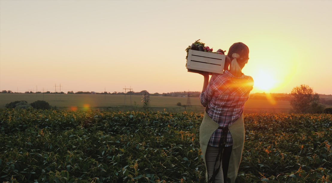 Female farmer carrying a box of veggies at dawn