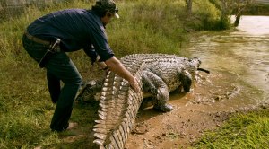 Matt Wright of Wild Croc Territory wrangling a crocodile